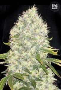 (Bild für) White Widow female