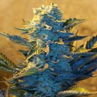 (Bild für) G13 White Widow 5 fem