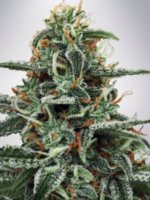 (Bild für) White Widow fem