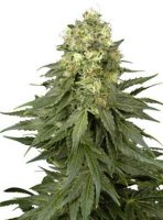 (Bild für) White Widow