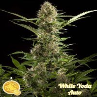 (Bild für) White Yoda Auto fem