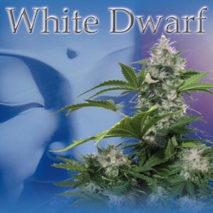 (Bild für) White Dwarf Auto fem