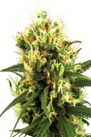 (Bild für) White Haze Automatic