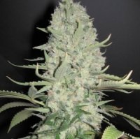 (Bild für) White Widow x Big Bud female