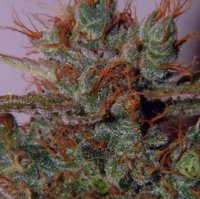 (Bild für) White Widow