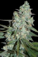 (Bild für) Wonder Skunk 5 fem
