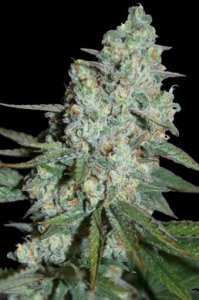 (Bild für) Wonder Skunk 5 fem