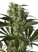 (Bild für) X Haze fem