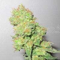 (Bild für) Y Griega CBD fem