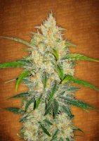 (Bild für) Zkittlez Auto fem