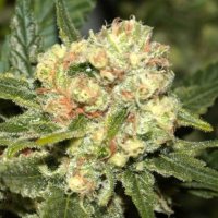 (Bild für) Zkittlez Autoflower fem