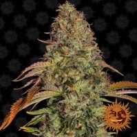 (Bild für) Zkittlez OG [Auto]