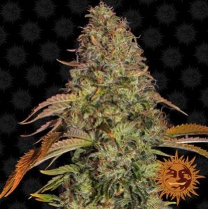 (Bild für) Zkittlez OG [Auto]