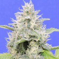 (Bild für) Zkittzy Gorilla aka Gorilla Zkittlez