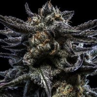 (Bild für) Zombie Kush Auto female
