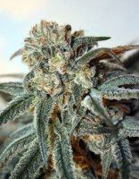 (Bild für) Zombie Kush female