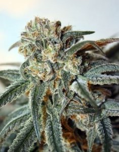 (Bild für) Zombie Kush female