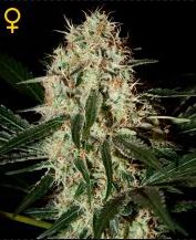 (Bild für) Arjans Haze #3 female