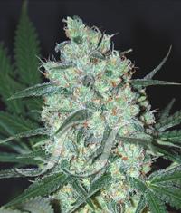 (Bild für) Green Love Potion fem
