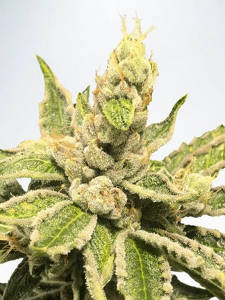 (Bild für) Mamacitas Cookies fem