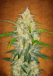 (Bild für) Zkittlez Auto fem