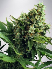 (Bild für) Auto White Widow fem