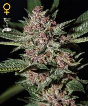 (Bild für) Bubba Kush female