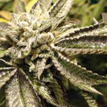 (Bild für) Canadian Kush fem