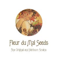 (Bild für) Fleur du Mal Seeds