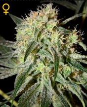 (Bild für) Damn Sour female