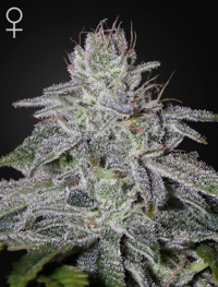 (Bild für) Francos Lemon Cheese female