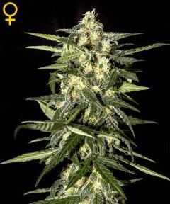 (Bild für) Jack Herer Auto female