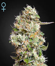 (Bild für) Kings Kush CBD Auto female