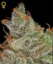 (Bild für) Kings Kush female
