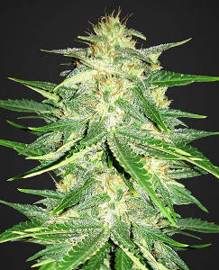 (Bild für) Lemon AK Auto fem