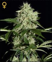 (Bild für) Northern Light Auto female
