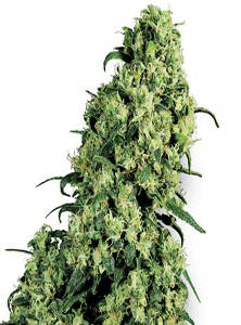 (Bild für) Skunk #1 fem