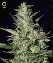 (Bild für) Super Critical Auto female