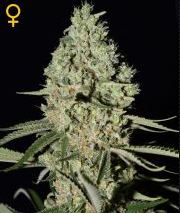 (Bild für) Super Critical female
