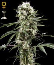 (Bild für) Super Lemon Haze female