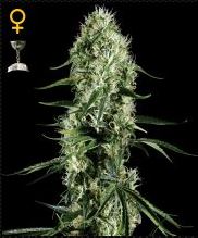 (Bild für) Super Silver Haze female