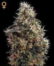 (Bild für) Sweet Mango Auto female