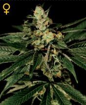 (Bild für) Trainwreck female