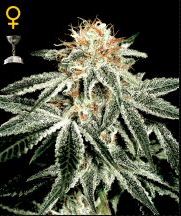 (Bild für) White Widow female