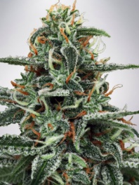 (Bild für) White Widow fem